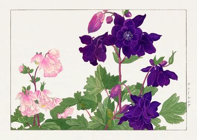 Aquilegia flower woodblock painting. Digitally. poster
