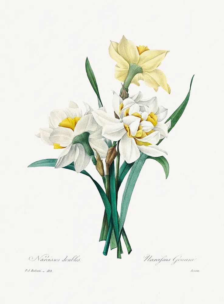 Double Daffodil Pierre-Joseph Redouté (1759–1840). poster detail