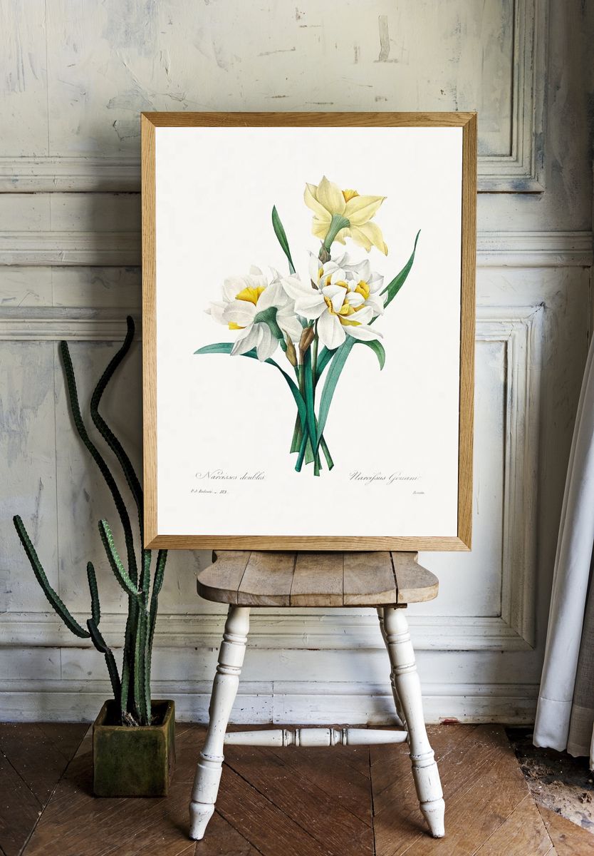Double Daffodil Pierre-Joseph Redouté (1759–1840). — room view 1