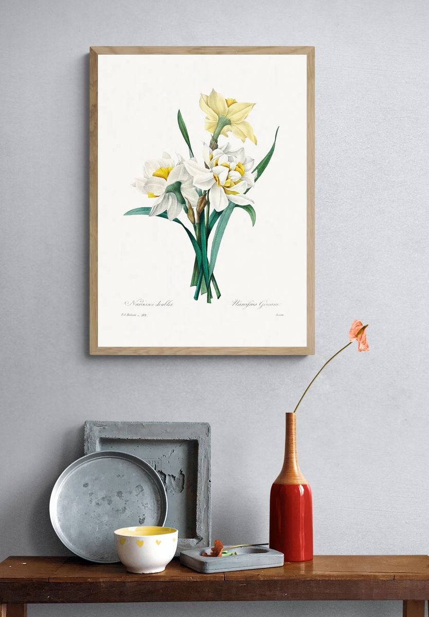 Double Daffodil Pierre-Joseph Redouté (1759–1840). — room view 3