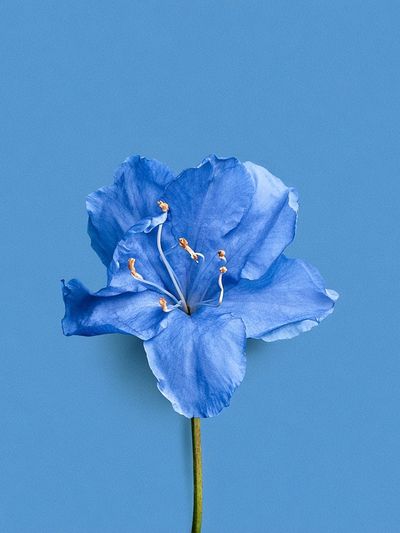 Blue Flower Minimalist Print.