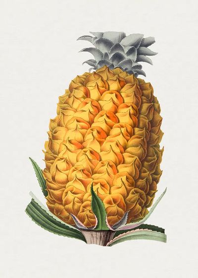 Pineapple Botanical Illustration Poster. poster print
