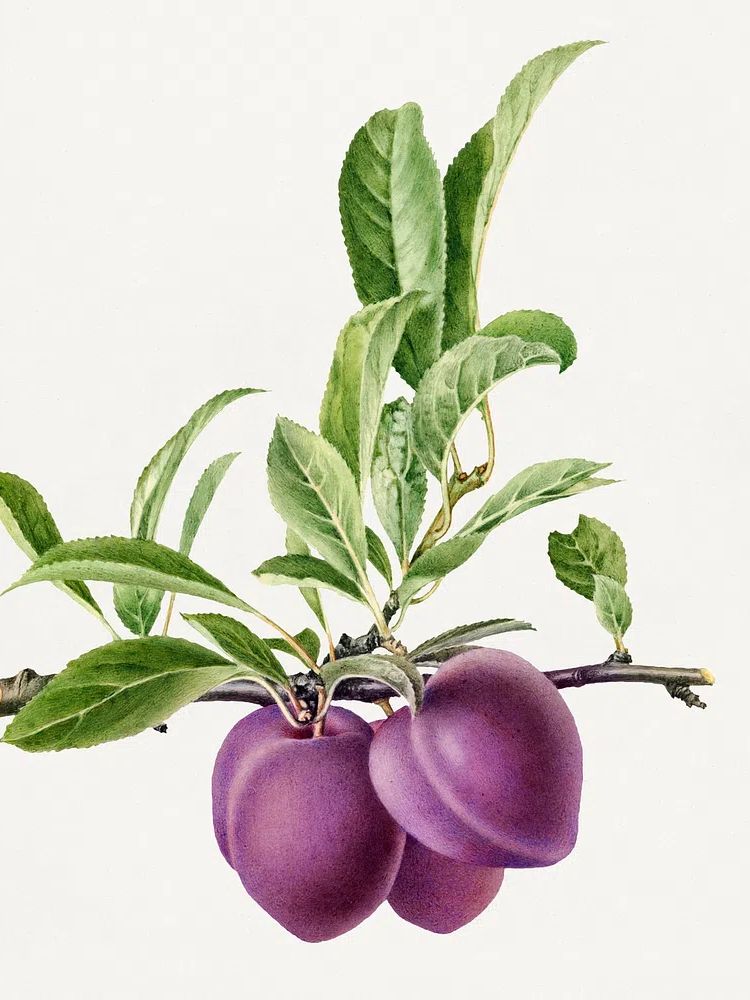 Delicious purple plum branch illustration. poster — botanical art