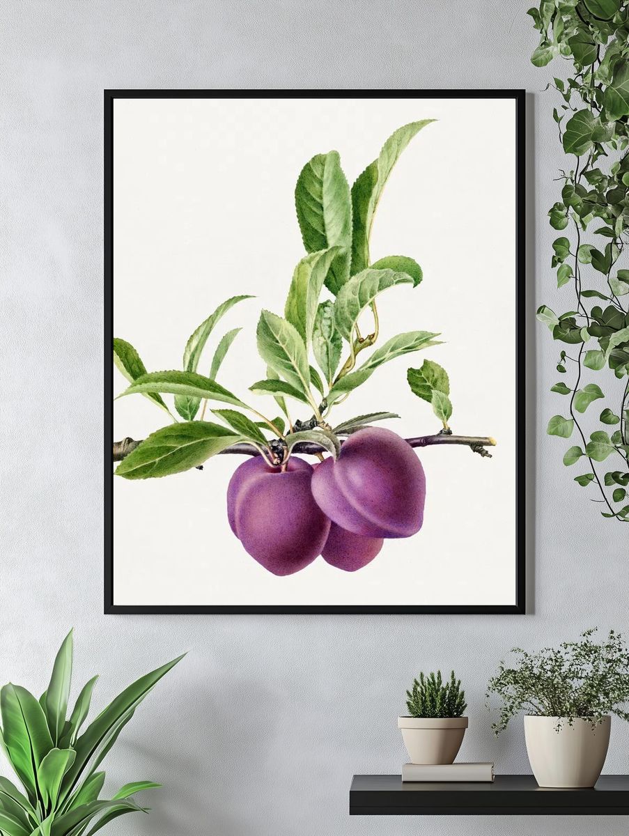 Delicious purple plum branch illustration. — room view 4