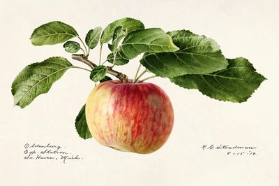 Apple (Malus Domestica) (1919) Royal.