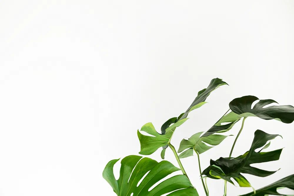 Green monstera leaves white wall. poster detail