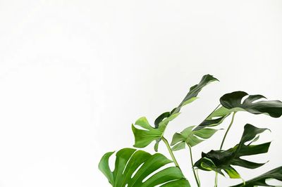Green monstera leaves white wall. poster print