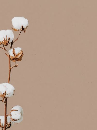 Natural dried flower floral background. poster