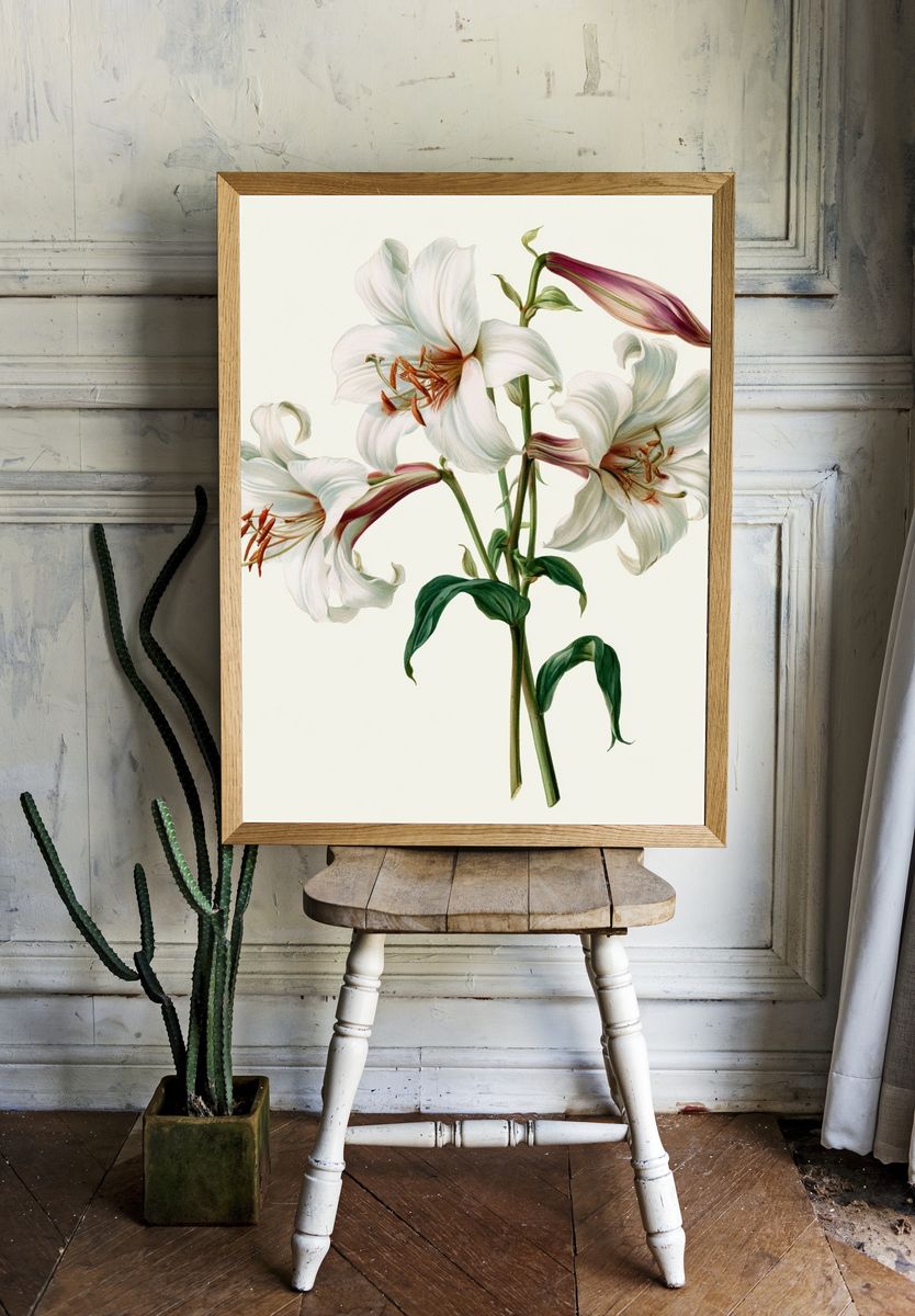 White Lily Botanical Print. — room view 1