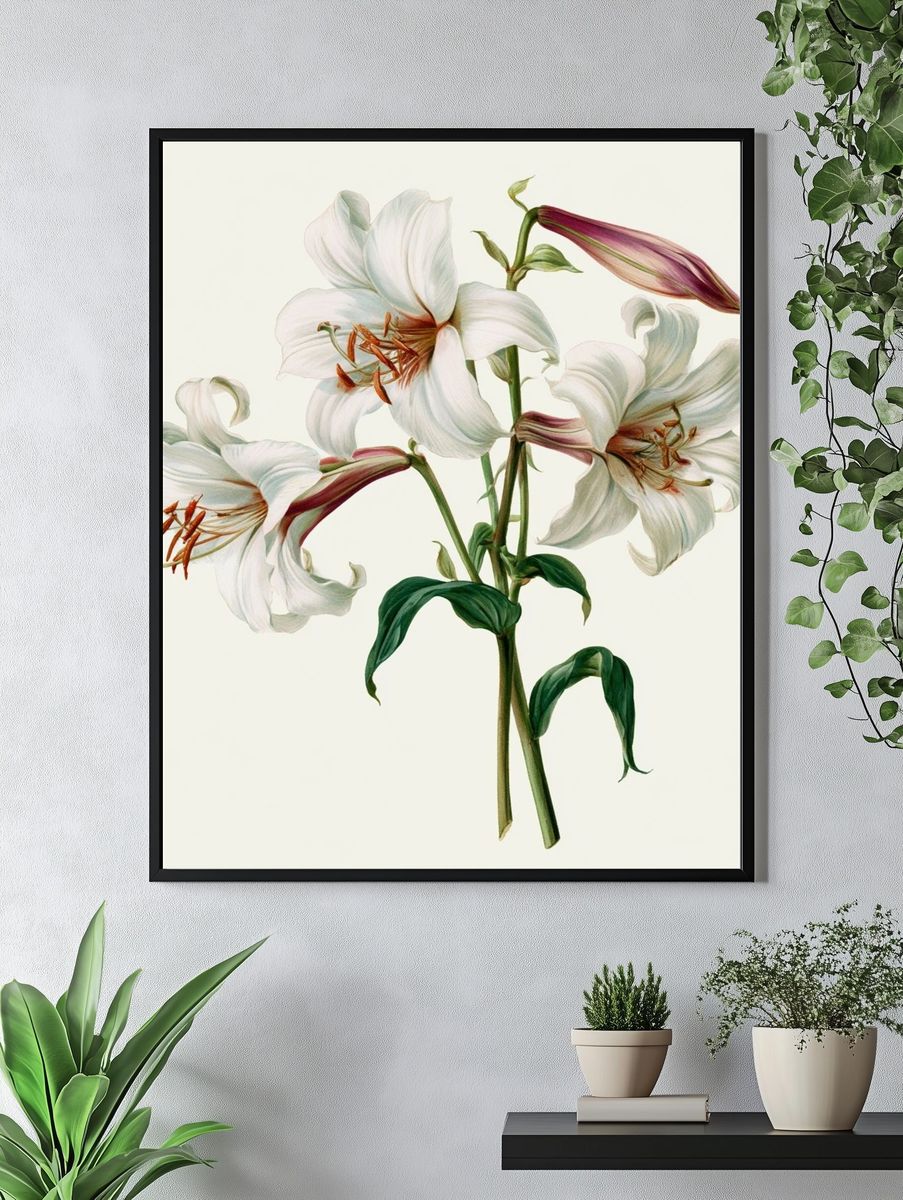 White Lily Botanical Print. — room view 4