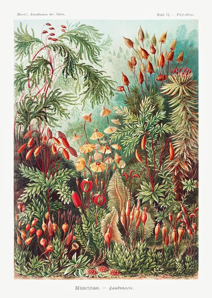Muscinae–Laubmoose / A. Giltsch, gem. poster detail