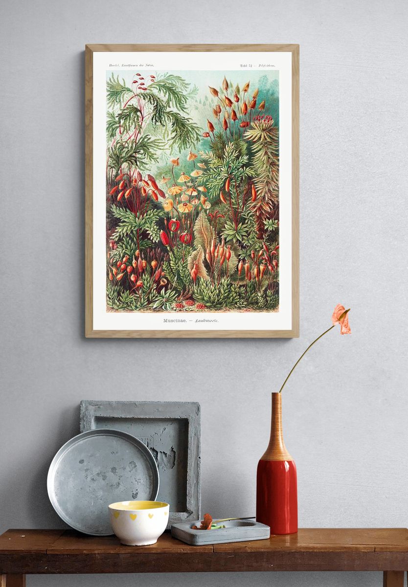 Muscinae–Laubmoose / A. Giltsch, gem. — room view 3