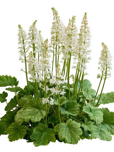White Woodland Flowers Botanical Print.