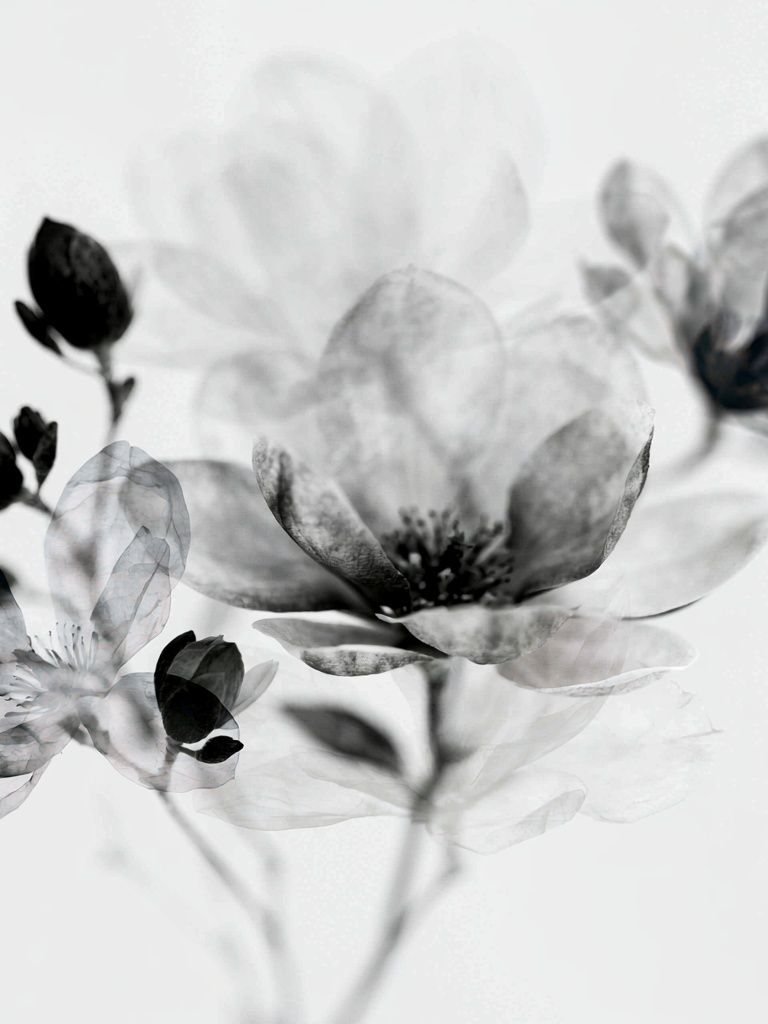 Monochrome Blossom Botanical Print. poster — botanical art