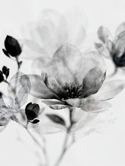 Monochrome Blossom Botanical Print.