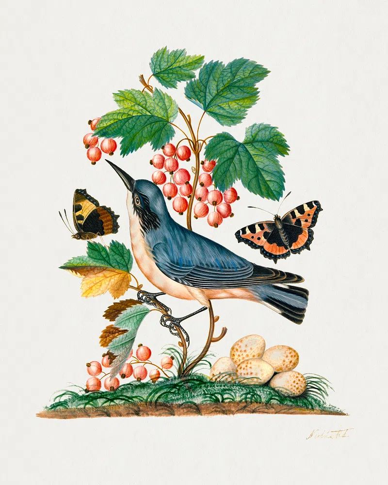 Subalpine warbler eggs, strawberry, Red. poster detail