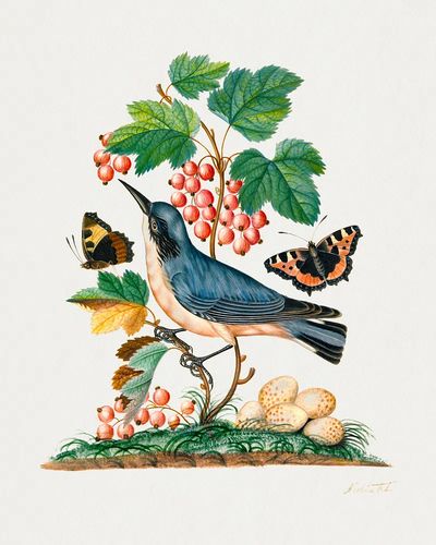 Subalpine warbler eggs, strawberry, Red. poster