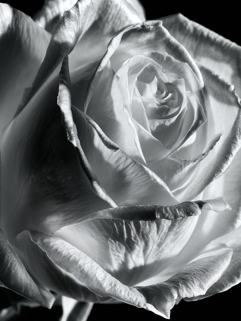 White Rose Black-White Poster. poster — botanical art