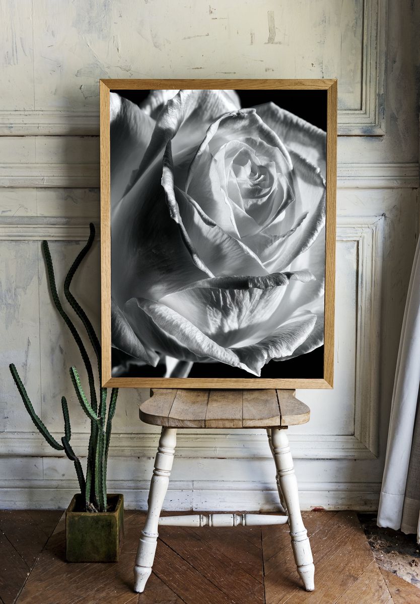 White Rose Black-White Poster. room preview