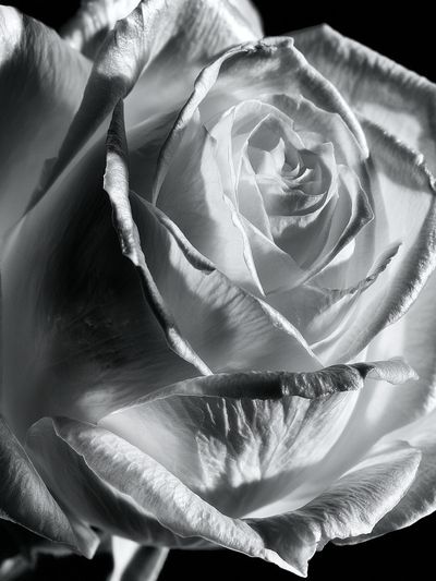 White Rose Black-White Poster. poster