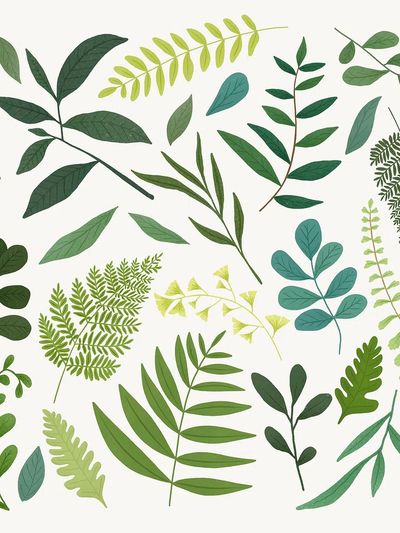 Green leaf design element set. poster