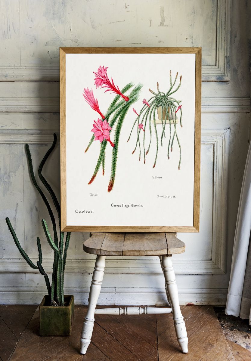 Cactus Flowers — Botanical Print. — room view 1