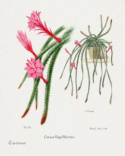 Cactus Flowers — Botanical Print. poster print