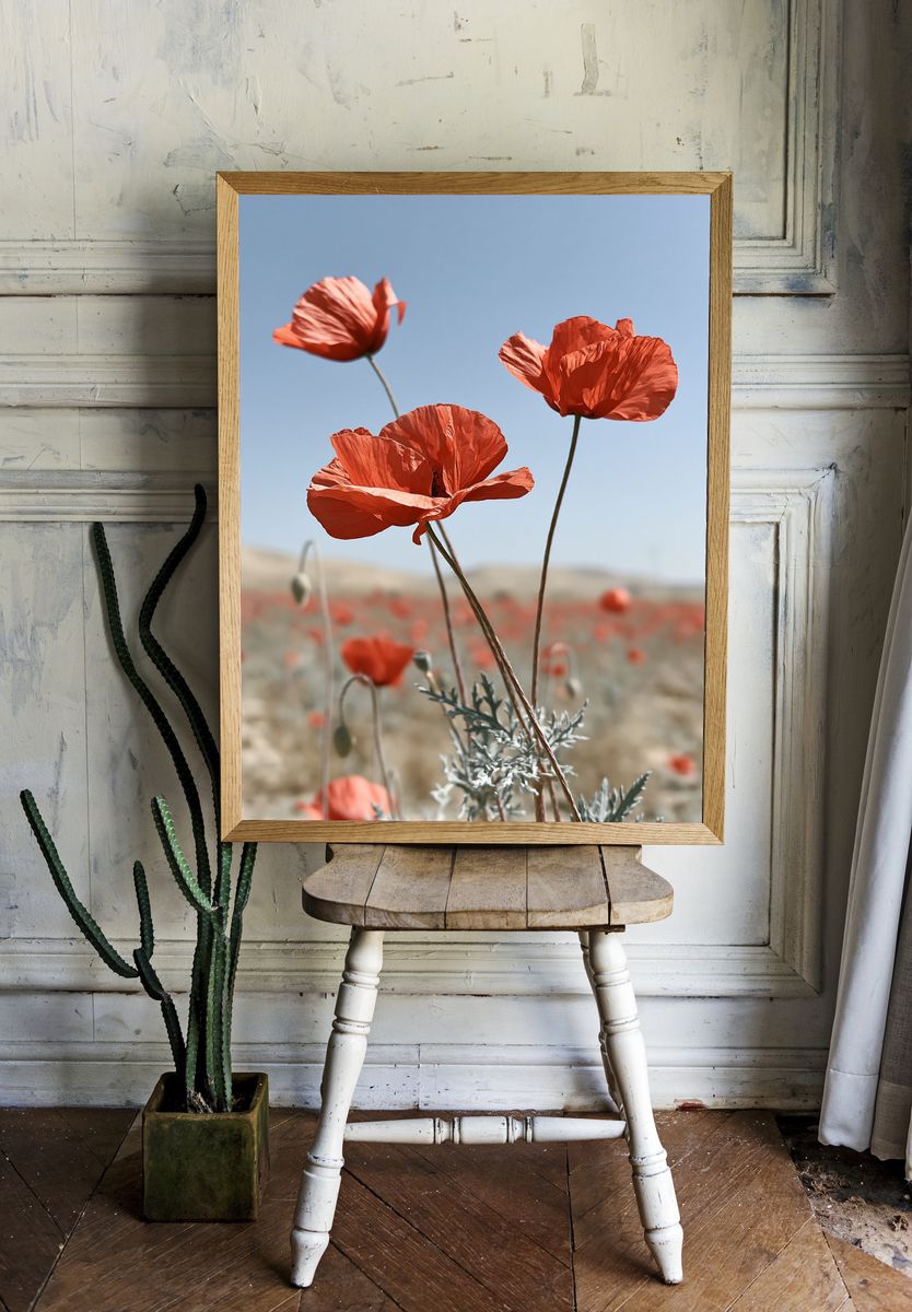 Red Poppies in Bloom Photography Poster. room preview