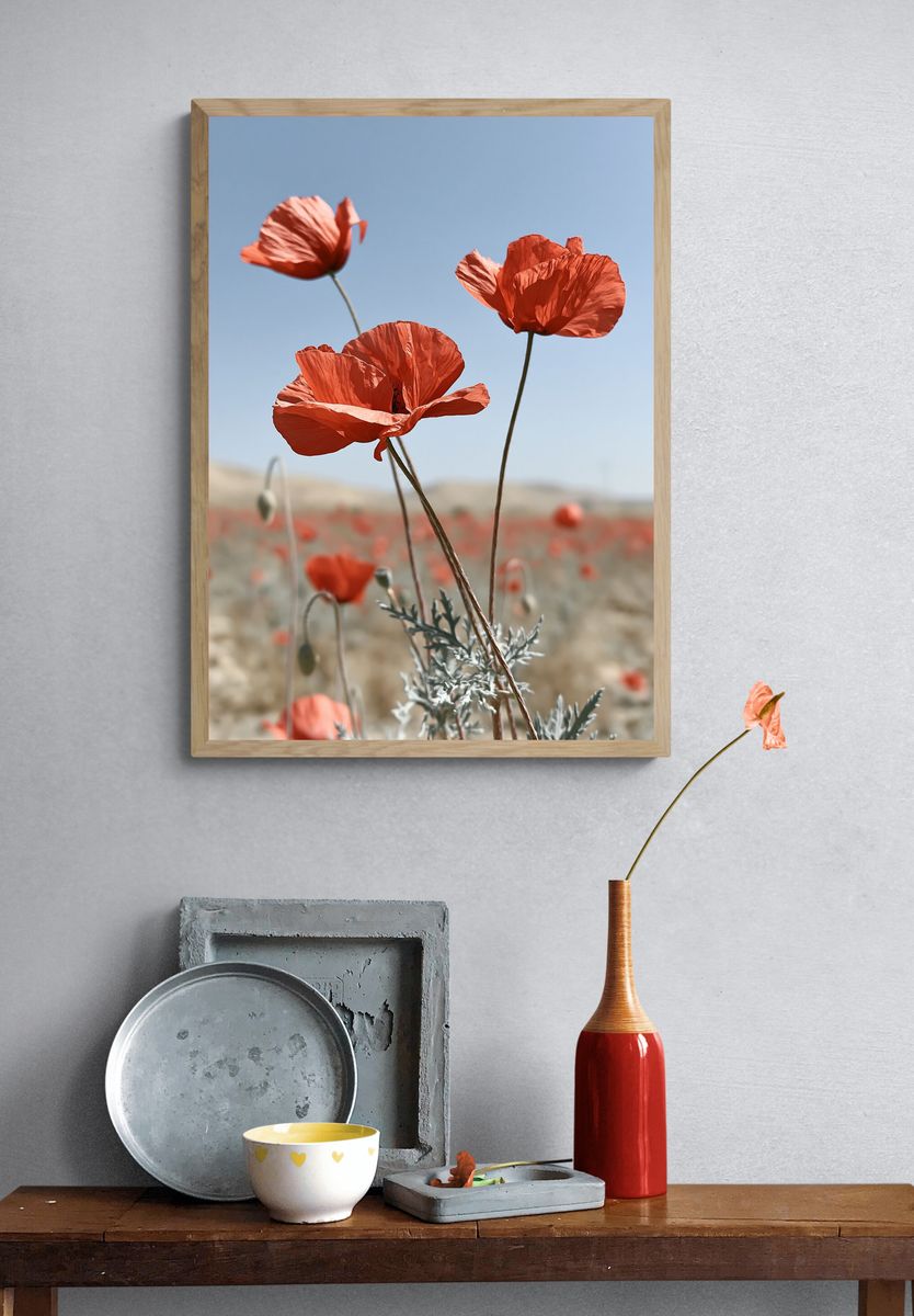 Red Poppies in Bloom Photography Poster. — room view 3