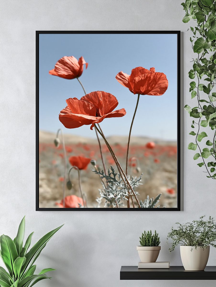 Red Poppies in Bloom Photography Poster. — room view 4