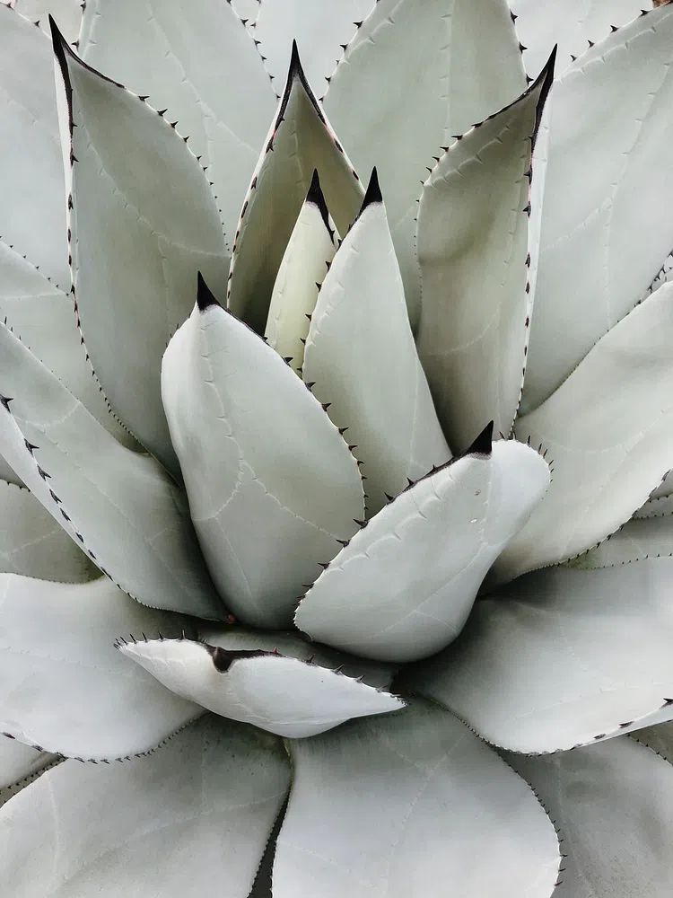 Agave Succulent Botanical Print. poster detail