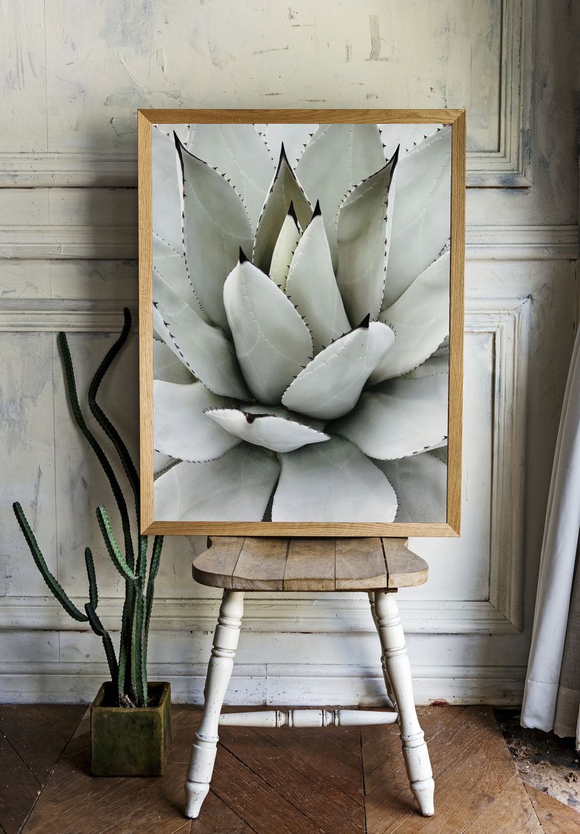 Agave Succulent Botanical Print. — room view 1