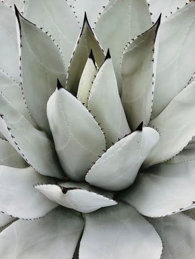 Agave Succulent Botanical Print. poster print