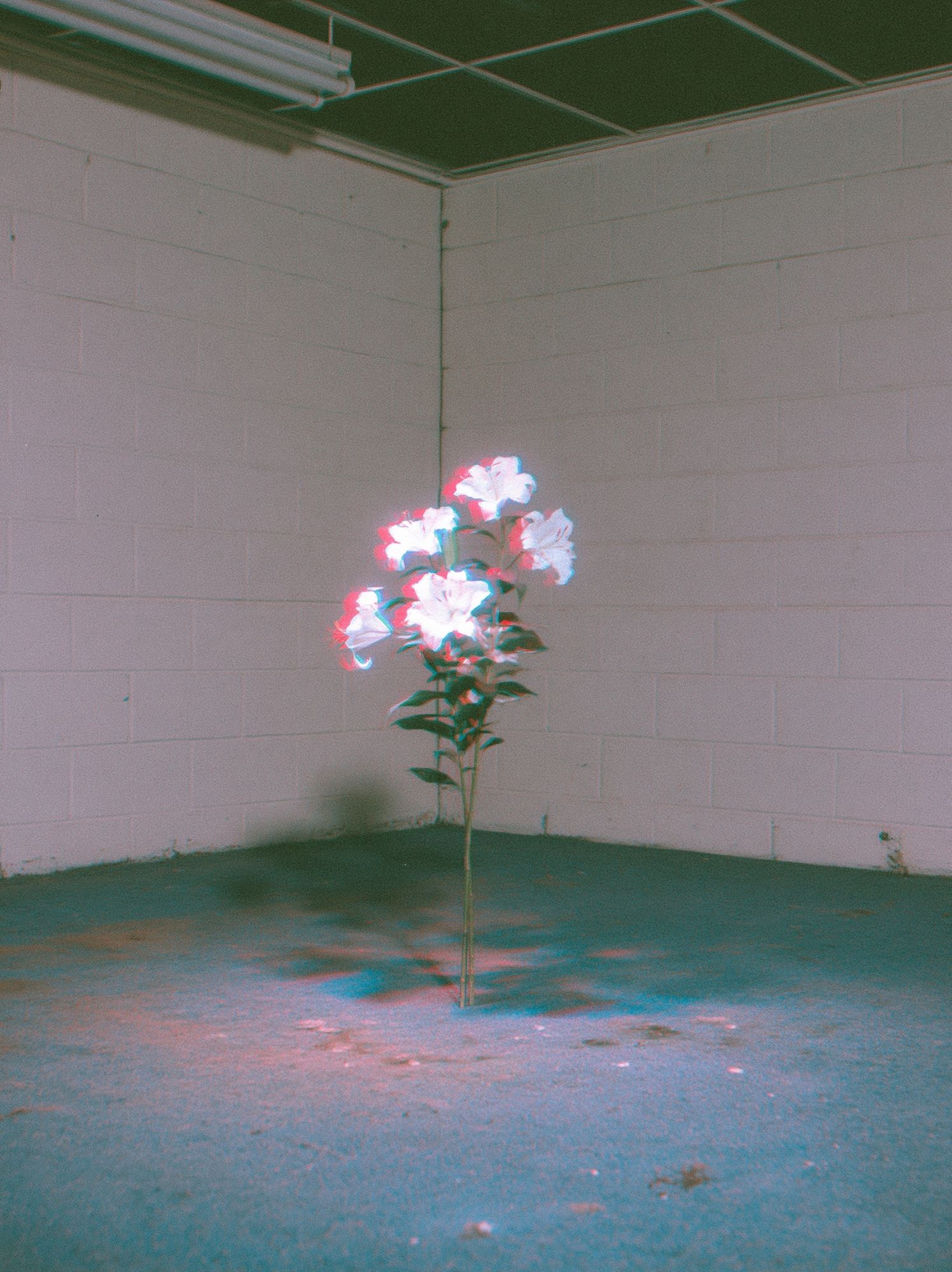 Glowing Flowers in Empty Room Print. poster — botanical art