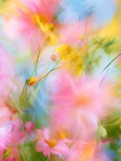 Pastel Wildflower Blur Print.