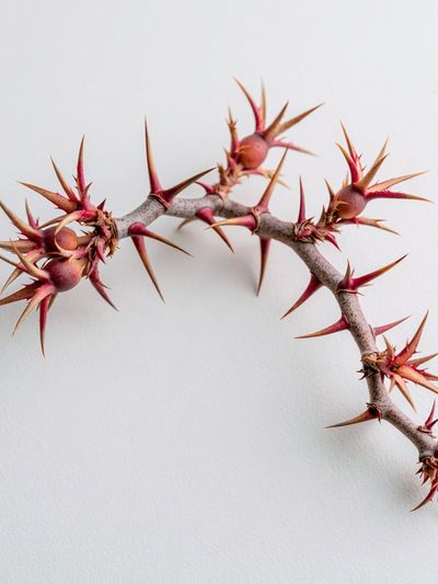 Spiny Branch Botanical Print. poster