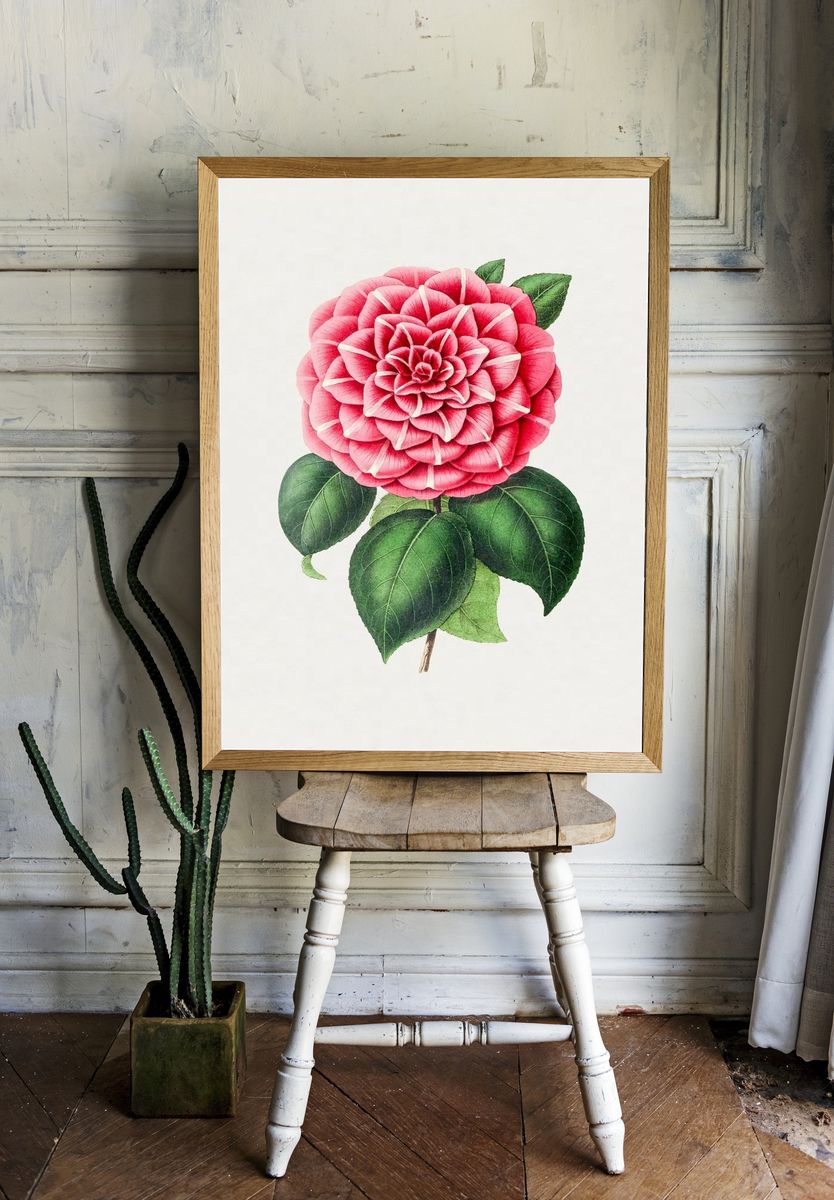 Hand drawn red camellia. Original. room preview