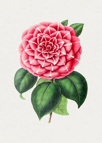 Hand drawn red camellia. Original.