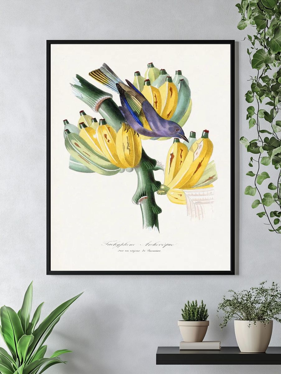 Tachyphone archeveque bird painting. Digitally. — room view 4