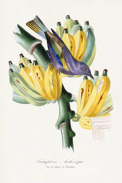 Tachyphone archeveque bird painting. Digitally.