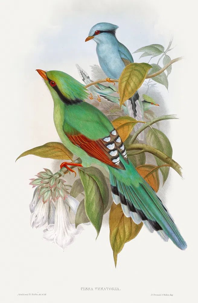 Cissa Venatoria (1850–1883) print high. poster — botanical art