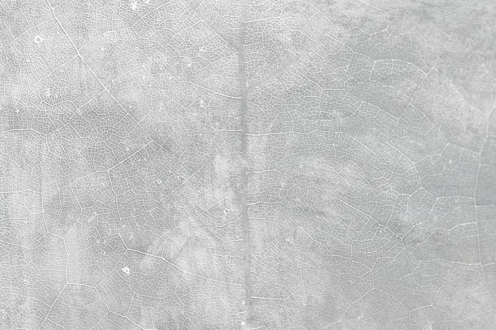Gray star gooseberry leaf textured. poster detail