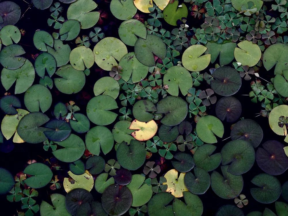 Water lily pond. Free public. poster detail