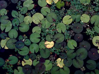 Water lily pond. Free public. poster