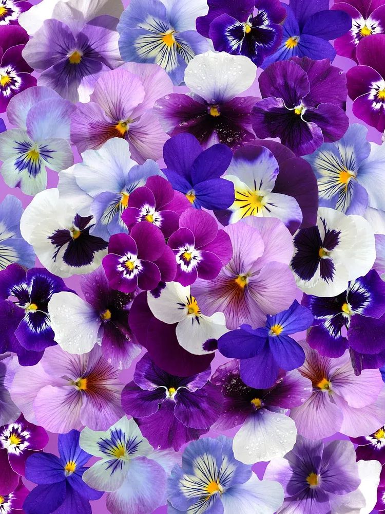 Free purple flower image, public. poster — botanical art