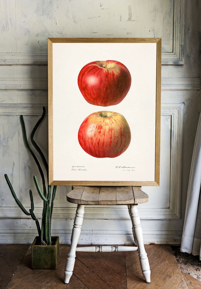 Apples (Malus Domestica)(1921) Royal Charles. room preview