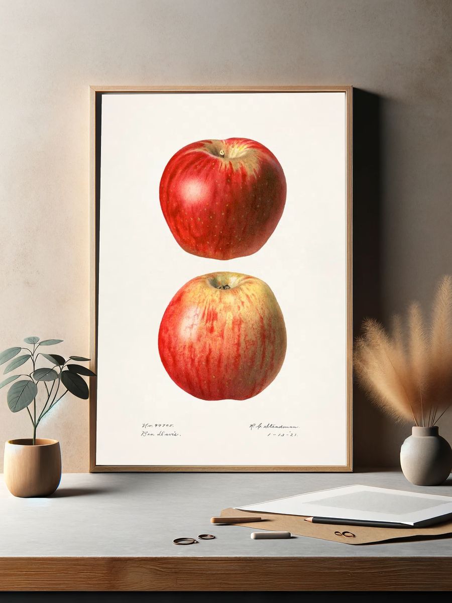 Apples (Malus Domestica)(1921) Royal Charles. — room view 2