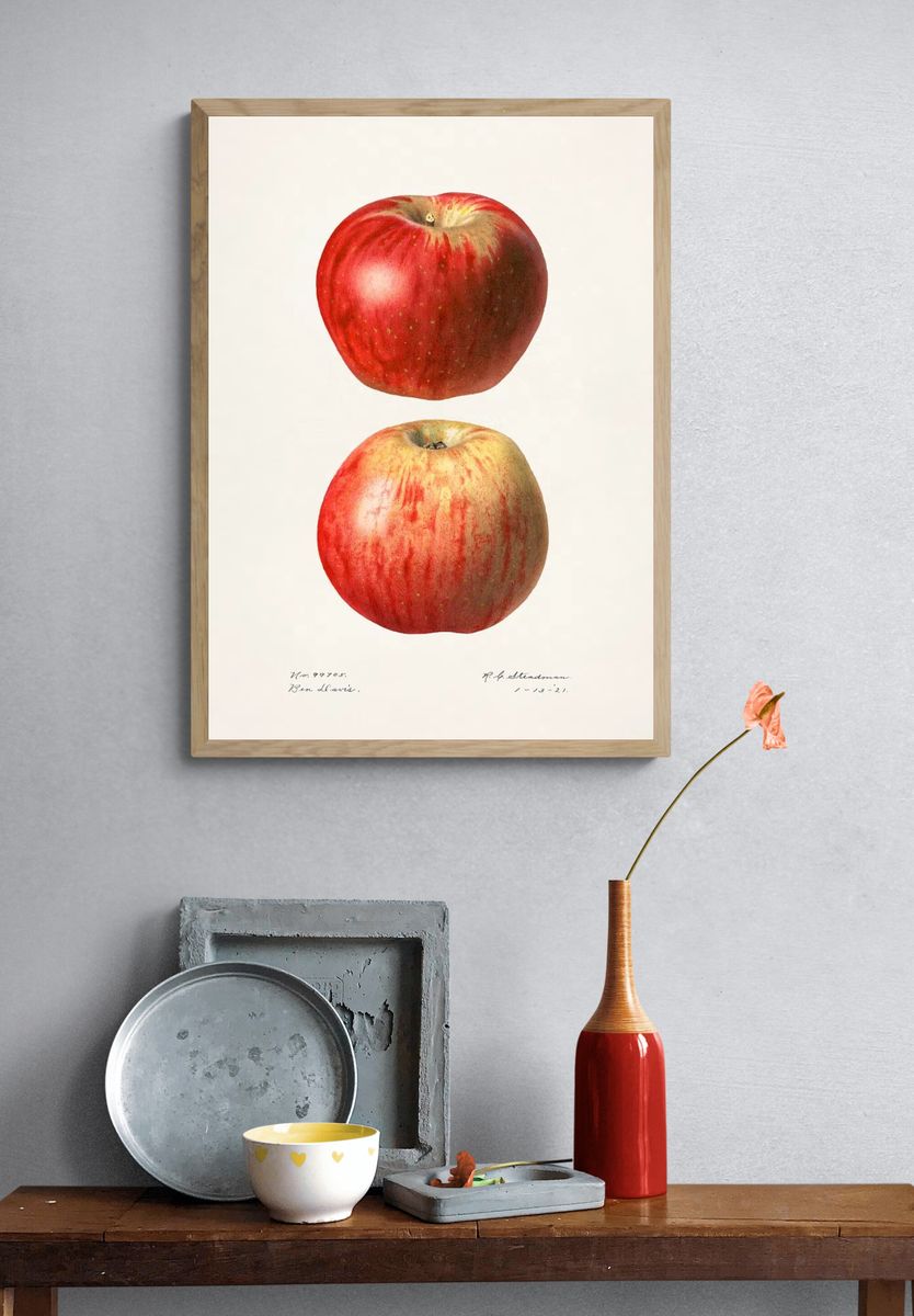 Apples (Malus Domestica)(1921) Royal Charles. — room view 3