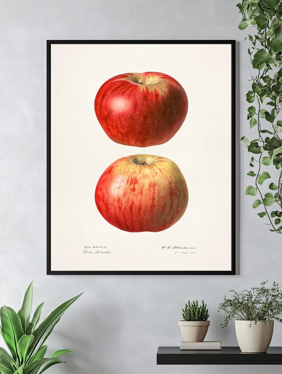 Apples (Malus Domestica)(1921) Royal Charles. — room view 4