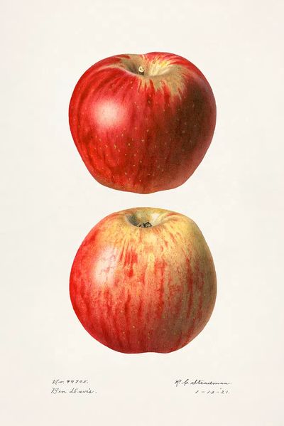 Apples (Malus Domestica)(1921) Royal Charles. poster
